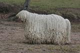 KOMONDOR 121